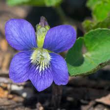 Attēlu rezultāti vaicājumam “Viola sororia flower”