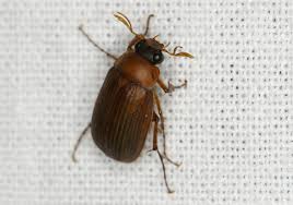 Attēlu rezultāti vaicājumam “Serica brunnea”