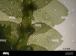 Attēlu rezultāti vaicājumam “Calypogeia fissa”