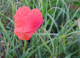 Attēlu rezultāti vaicājumam “xComagaria rosea  flower”