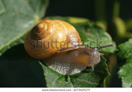 Attēlu rezultāti vaicājumam “Cepaea nemoralis”