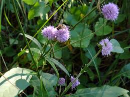 Image result for Succisa pratensis