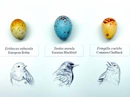 Attēlu rezultāti vaicājumam “Erithacus rubecula eggs”