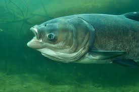 Image result for Hypophthalmichthys nobilis