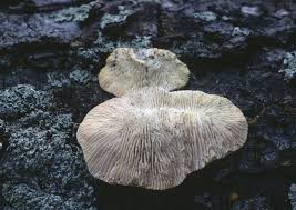 Attēlu rezultāti vaicājumam “Lenzites betulina”