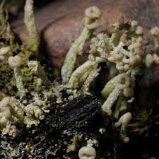 Attēlu rezultāti vaicājumam “Cladonia botrytes”