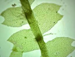 Attēlu rezultāti vaicājumam “Lophocolea minor macro”