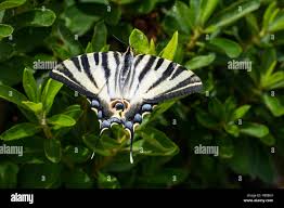 Attēlu rezultāti vaicājumam “Papilio machaon”