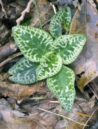 Attēlu rezultāti vaicājumam “Goodyera repens bud”