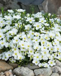 Attēlu rezultāti vaicājumam “Arenaria procera”