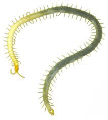 Attēlu rezultāti vaicājumam “Geophilidae”