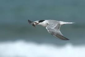 Attēlu rezultāti vaicājumam “Sterna”