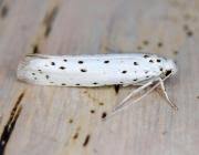 Attēlu rezultāti vaicājumam “Yponomeuta malinellus / cagnagella imago”