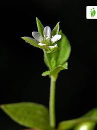 Attēlu rezultāti vaicājumam “Moehringia trinervia bud”