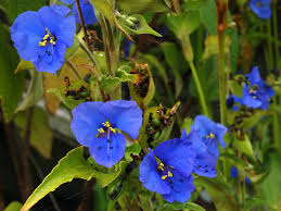 Attēlu rezultāti vaicājumam “Commelina coelestis”