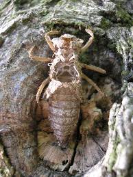 Attēlu rezultāti vaicājumam “exuvia”