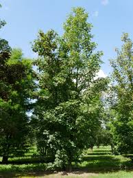 Attēlu rezultāti vaicājumam “Acer pseudoplatanus fo. purpurascens”