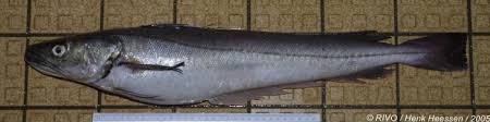 Image result for Merluccius merluccius