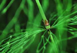 Attēlu rezultāti vaicājumam “Equisetum sylvaticum”