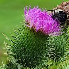 Attēlu rezultāti vaicājumam “Cirsium vulgare”
