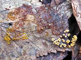 Attēlu rezultāti vaicājumam “Badhamia utricularis stalked”