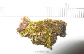 Attēlu rezultāti vaicājumam “Callicladium haldanianum”