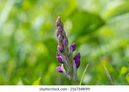 Attēlu rezultāti vaicājumam “Orchis mascula bud”