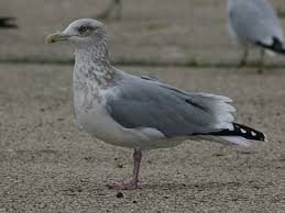 Attēlu rezultāti vaicājumam “Larus argentatus adult”