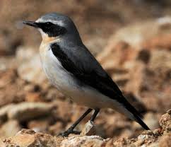 Attēlu rezultāti vaicājumam “Oenanthe oenanthe”