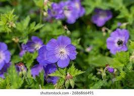 Image result for Geranium pratense
