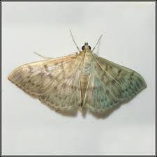 Attēlu rezultāti vaicājumam “Pleuroptya ruralis”