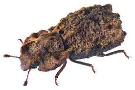 Attēlu rezultāti vaicājumam “Zopheridae”