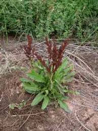 Attēlu rezultāti vaicājumam “Rumex crispus”