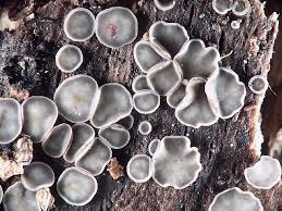 Attēlu rezultāti vaicājumam “Mollisia cinerea”