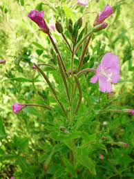 Attēlu rezultāti vaicājumam “Epilobium hirsutum”
