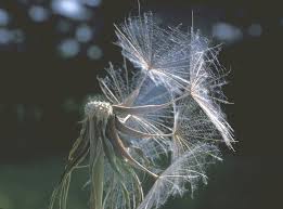 Attēlu rezultāti vaicājumam “Tragopogon pratensis subsp. pratensis fruit”