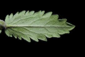 Attēlu rezultāti vaicājumam “Veronica austriaca subsp. teucrium bud”