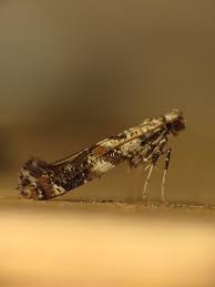 Attēlu rezultāti vaicājumam “Gracillaria syringella”
