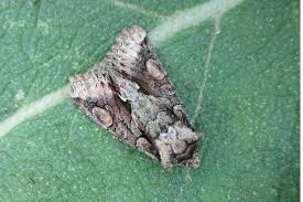 Attēlu rezultāti vaicājumam “Allophyes oxyacanthae”