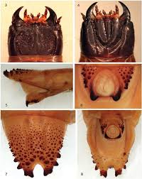 Attēlu rezultāti vaicājumam “Elateridae larva”