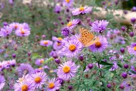 Image result for Aster