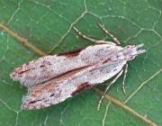 Attēlu rezultāti vaicājumam “Hypatima rhomboidella”