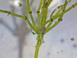 Attēlu rezultāti vaicājumam “Chara contraria”