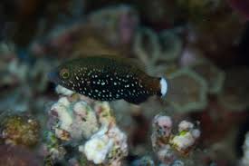 Image result for Scarus niger