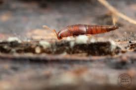 Attēlu rezultāti vaicājumam “Sepedophilus sp.”