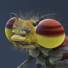 Attēlu rezultāti vaicājumam “Pyrrhosoma nymphula”