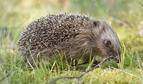 Attēlu rezultāti vaicājumam “Erinaceus sp.”