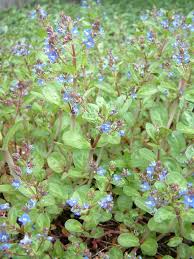 Attēlu rezultāti vaicājumam “Veronica beccabunga bud”