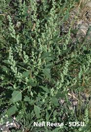 Attēlu rezultāti vaicājumam “Chenopodium acerifolium”
