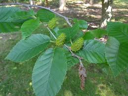 Attēlu rezultāti vaicājumam “Betula alleghaniensis”